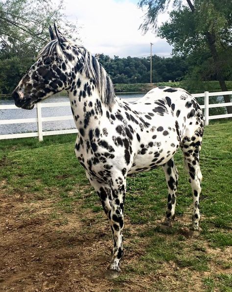 Mystic Warrior, Leopard Appaloosa, Horse Markings, Dog Obedience Training, Dream Horse, Appaloosa Horses, Friesian Horse, Cute Horses, Dog Obedience