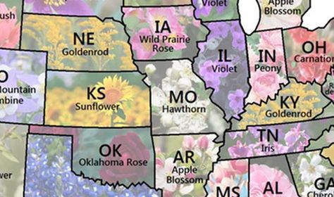 Map Shows Every U.S. State Flower Texas State Flower, State Project, State Flowers, States And Capitals, Map Projects, Indoor Gardening, Texas State, Blue Bonnets, Social Studies