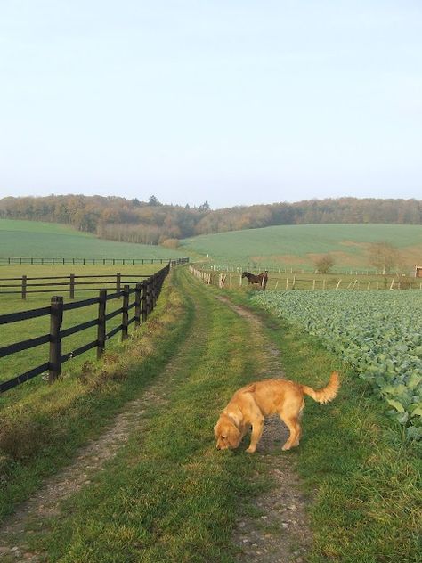 Farm Lane....We had fences on both sides, but our fences were posts and wire. I LOVED to walk down the lane ! Cottagecore Farm Aesthetic, Living In The Countryside, Summer In The Countryside, Countryside Home Aesthetic, Rural House Country Living, Countryside Life Aesthetic, Farm Aesthetic Country Living, Country Living Aesthetic, Country Summer Aesthetic