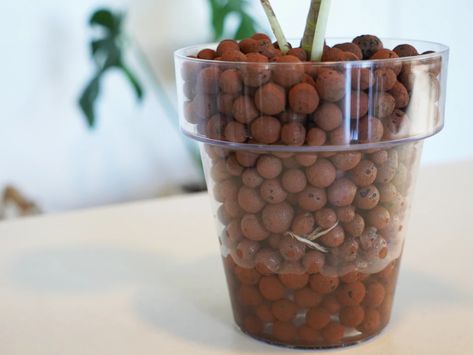 How to Use LECA Clay Balls with Houseplants | Plants in a Box Lecca Balls Plants, Leca Balls For Indoor Plants, Leca Balls For Plants, Hydro Plants, Colorado Flowers, Hydro Plant, Planting In Clay, Plant Parenthood, Plant Business