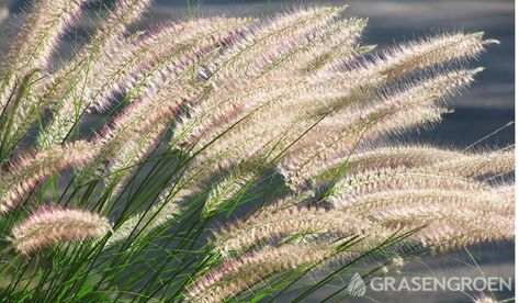 Pennisetum Alopecuroides Hameln, Pennisetum Alopecuroides, Backyard Inspo, Easy Plants, Cactus Plants, Garden Landscaping, Borders, Dandelion, Pergola