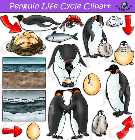 Penguin Breeds, Penguin Life Cycle, Life Cycles Preschool, Penguin Egg, Penguin Facts, Egg Hatching, Penguin Clipart, Emperor Penguins, Animal Life Cycles