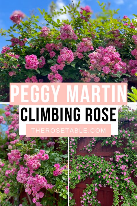 Every gardener needs to plant Peggy Martin! This climbing rose is drought tolerant, cold hardy, thornless, and STUNNING. How To Plant Climbing Roses, Peggy Martin Rose Climbing Trellis, Lady Banks Climbing Roses, Peggy Martin Rose, Texas Backyard, Martin Rose, Rose Garden Landscape, Rose Fertilizer, Landscaping With Roses