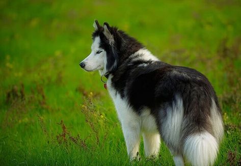 The Native American Indian Dog look similar to the Siberian Husky and wolves. This dog is also known as the American Native Dog, North the Carolina Dog, the Dingo Dog, the Dixie Dingo, the Southern Aboriginal Dog, the Native American Dog Native American Dog, Native American Indian Dog, Pet Tattoo Ideas, American Indian Dog, Tattoos Dog, Indian Dog, Pet Drawings, Small Dog Tattoos, Dog Print Tattoo