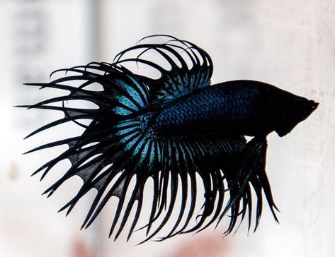 Black Orchid Crown Tail Male Betta | Arizona Aquatic Gardens Orchid Crown, Betta Fish Toys, Orchid Illustration, Tiger Fish, Orchid Drawing, Breeding Betta Fish, Orchids Painting, Orchid Photography, Betta Fish Types