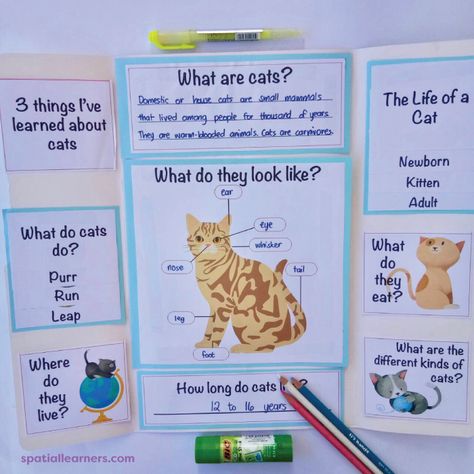 Cat Projects For Kids, Pet Study Science Activities, Build A Cat Printable, Cat Lesson Plans Preschool, Animal Classification For Kids, Cat Exam Syllabus, Cat Unit Study, All About Cats Facts, Cat Science