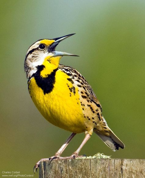 The eastern and western meadowlarks live in open meadows and grasslands. Meadow Lark Birds, Meadowlark Bird, Meadow Lark, Western Meadowlark, Birds Drawing, Beautiful Wildlife, Bird Identification, Let's Make Art, Baby Birds