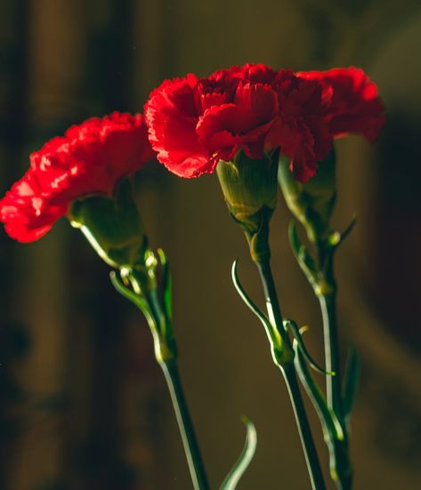 Red Carnations Spanish Flowers, Dianthus Caryophyllus, Carnation Flowers, Flower Identification, Flowers In Bloom, Red Carnation, Flower Close Up, Flower Guide, Pink Bottle