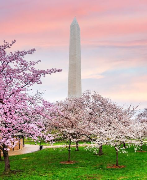 🌸 #SpringtimeDC 🌸 Immerse yourself in the beauty of Washington DC during spring, where cherry blossoms adorn the landscape, framing the iconic Washington Monument in delicate hues. What’s your favorite springtime location? Cherry Blossom Washington Dc, Cherry Blossom Dc, Spring Mood Board, Dc Travel, Washington Monument, Spring Mood, Spring Garden, Cherry Blossoms, The Landscape