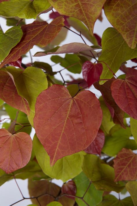 Cercis Canadensis Eternal Flame, Cercis Canadensis, Rhs Chelsea Flower Show, Eternal Flame, Favourite Flowers, Chelsea Flower, Chelsea Flower Show, Candy Bowl, Garden Stuff