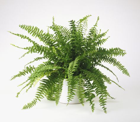 Boston ferns are hearty but still need care to stay looking fresh and attractive. Follow these tips on growing conditions, watering, and propagation. Easy To Grow Houseplants, Ferns Care, Air Purifying House Plants, Boston Fern, Healing Plants, Best Indoor Plants, Bathroom Plants, Fern Plant, Air Purifying Plants