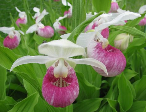 Pink & White Lady Slipper - MN state flower. So many memories of seeing them on our walks at the river with my Gma and Aunts Lady's Slipper Flower, Lady Slipper Flower, Minnesota Cabin, Pink Lady Slipper, Slipper Orchid, Lady Slipper Orchid, Flower Lady, Lady Slipper, Flower Sleeve