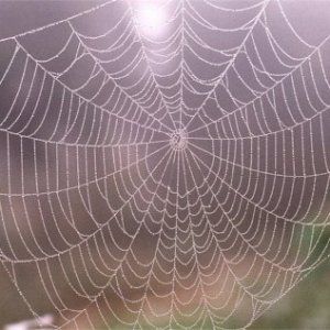 spiderweb_traditional-tales_Humanity-Healing Orb Weaver Spider, Orb Weaver, Spider Web Design, Traditional Tales, Honey Bee Hives, Spider Art, Spider Webs, Organic Pattern, Nature Activities