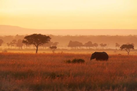 The Coolest Luxury Safari Lodge Is Kenya's Angama Mara Africa Trees, Plains Landscape, Luxury Lodges, Luxury Safari Lodge, Safari Photography, The Big Five, Maasai Mara, 17th Century Art, Luxury Safari