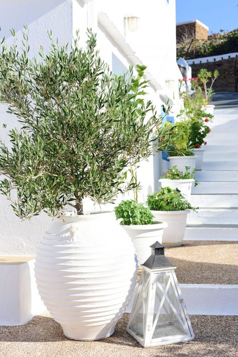 Greek Style Backyard, Greek Balcony Decor, Greek Backyard Ideas, Greek Garden Ideas Patio, Greek Garden Design, Greek Style Terrace, Greece Inspired Backyard, Greek Landscaping, Greek Yard