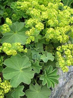 Dry Shade Plants, Alchemilla Mollis, Lady's Mantle, Garden Shrubs, Woodland Garden, Seasonal Flowers, Perennial Garden, Shade Plants, Garden Cottage