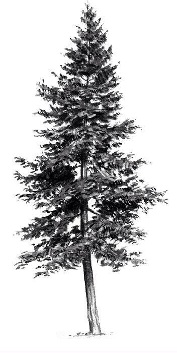 Tree Tattoo Black, Nature Tattoo Ideas, Pine Tattoo, Tree Drawing Simple, Pine Tree Drawing, Tree Texture, Pine Tree Painting, Cool Nature, Majestic Tree