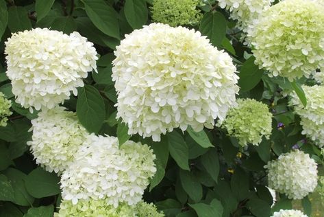 Hydrangea Paniculata Grandiflora, When To Prune Hydrangeas, Limelight Hydrangeas, Hydrangea Paniculata Limelight, Hydrangea Arborescens Annabelle, Hardy Hydrangea, Pruning Hydrangeas, Hydrangea Serrata, Hydrangea Landscaping