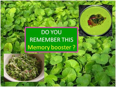 Memory Booster: Gotu Kola (Ondelaga ,Timire) Dishes. #Recipe #HealthyLife #WeRIndia Dishes Recipe, Gotu Kola, Indian Food Recipes, Vegetarian Recipes, Herbs, Nutrition, Yoga, Health