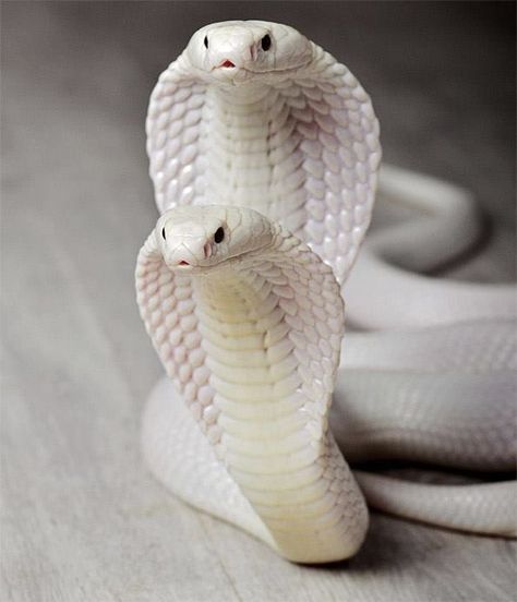 Melanistic Animals, King Cobra Snake, Rare Albino Animals, Snake Wallpaper, Bike Sketch, Albino Animals, Cobra Snake, Pet Snake, Beautiful Snakes