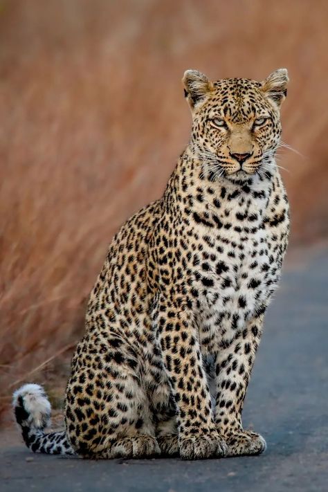 Leopard (Panthera pardus) / Léopard / Image by hanno.erasmus.1 (Hanno Erasmus) from instagram Leopard Photos, Leopard Photo, Leopard Pictures, Big Cats Photography, African Leopard, Leopard Tattoos, Wild Animal Wallpaper, Wild Animals Photography, Lion King Art