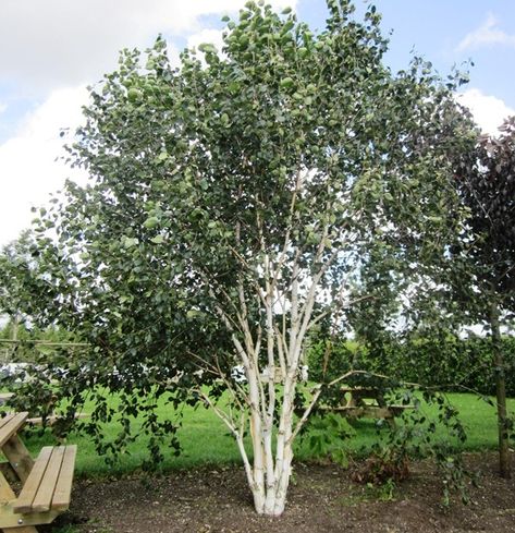 Trees For Sale - Buy Trees Online - Barcham Trees - Barcham Trees Betula Utilis, British Nursery, Betula Pendula, Fence Screening, Specimen Trees, Coastal Gardens, Birch Tree, Growing Tree, Types Of Soil