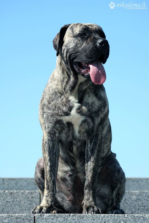 Perro de Presa Canario - Press Canario, Extra Large Dog Breeds, Presa Canario, Cane Corso Dog, Corso Dog, Scary Dogs, Huge Dogs, Beautiful Dog, Bull Mastiff