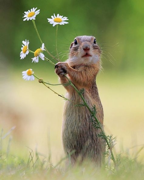 An Austrian Photographer Captures Uproarious Moments From Wild Animals’ Lives Like No One Else Can Ground Squirrel, Wildlife Photos, Hamsters, Wild Life, Funny Animal Pictures, Walking In Nature, Animal Photo, Nature Animals, Cute Photos