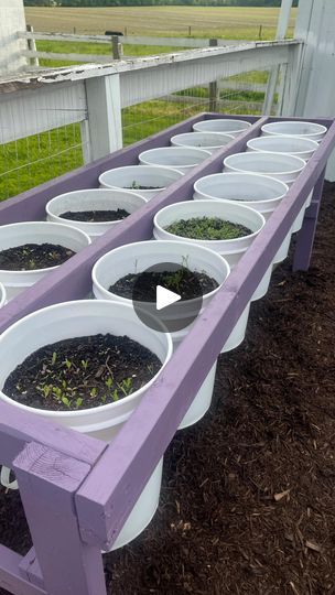 Planting In Buckets Container Gardening, Raised Bucket Garden, Bucket Gardening 5 Gallon Stand, Bucket Farming, Bucket Gardening 5 Gallon, Bucket Garden, Full Garden, Pot Gardening, 5 Gallon Buckets