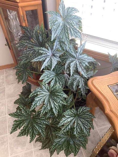 Begonia rex plant with large green and gray patterned Patterned leaves Rex Begonia Varieties, Begonia Varieties, Begonia Plants, Rex Begonia, Indoor Planting, Greenhouse Effect, Poisonous Plants, Spider Mites, Plant Diseases