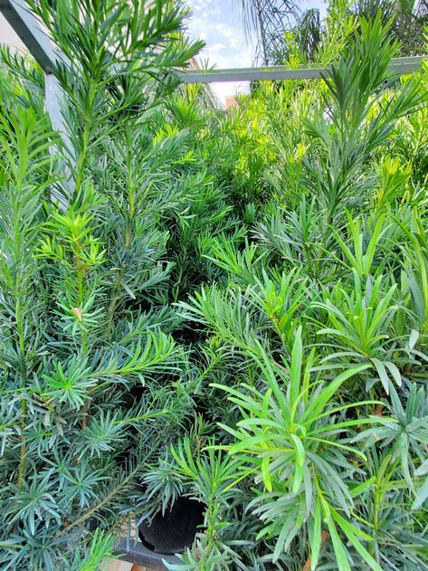 The multipurpose podocarpus - UF/IFAS Extension Charlotte County Podocarpus Hedge, Privacy Hedge, Florida Plants, Columnar Trees, Missouri Botanical Garden, Garden Help, Master Gardener, Tall Plants, Garden Trees