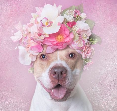 EstiloDF » ¡Los perros con coronas de flores que enloquecen a las redes! Lou Dog, Dog With Flowers, Pet Photography Tips, Dog Trends, American Pit Bull Terrier, Pit Bull Love, Dog Modeling, Dog Flower, Pit Bull Terrier