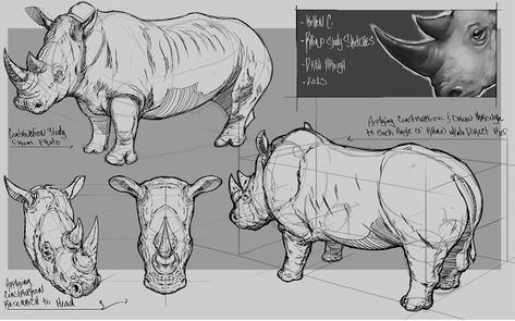 Rhino Skeleton, Rhino Anatomy, Head Side View Drawing, Head Side View, Sketch Animals, Rhino Art, Side View Drawing, View Drawing, Animal Illustration Art