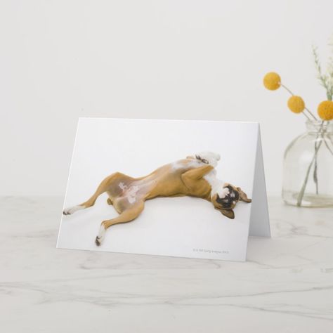 Boxer dog laying on her back on the floor card #cuteanimals #sweetanimals #animalsandpets Dog Laying On Back, Dog Reference, Boxer Dog Puppy, Referral Cards, Boxer Puppies, Product Promotion, Pet Breeds, Pose Inspiration, Dog Info