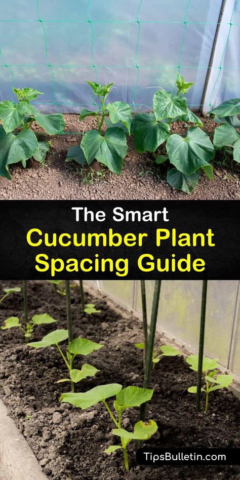 Discover some delicious new cucumber varieties after reading this article on cucumber plant spacing. This guide explains how spacing affects pollination, different burpless cucumber varieties, and how to use row covers and mulch to prevent cucumber beetles. #cucumber #plant #spacing Burpless Cucumber Plant, Plant Cucumbers, Cucumbers Growing, Burpless Cucumber, Growing Cucumbers Vertically, Homemaker Tips, Cucumber Plants, Cucumber Gardening, Cucumber Varieties