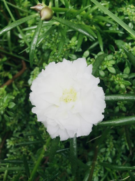 White Vietnam Rose Vietnam Rose, Plant Collection, Dandelion, Vietnam, Plants, Flowers, White