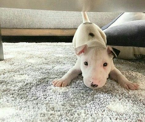 Bull Terrier Puppy Bull Terrier Mini, Puppy Pfp, Sketches Nature, Terrier Tattoo, Mini Bull Terriers, Puppy Sketch, Animal Aesthetic, Miniature Bull Terrier, Cutest Pets