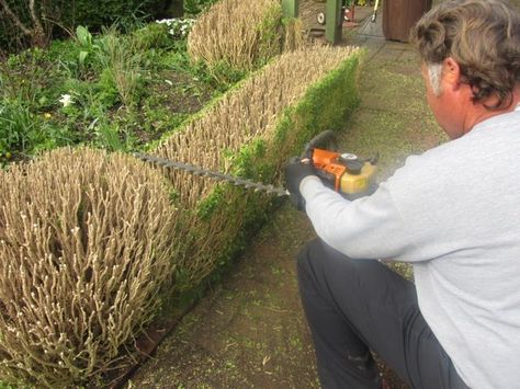 lord & schryver conservancy | pruning boxwood hedges | Gaiety Hollow: Lord… Cloud Pruning Boxwood, Pruning Boxwood Shrubs, Shaping Boxwood Bushes, Boxwood Hedge Front Yard, Front Of House Plants, Green Velvet Boxwood, Box Hedges, Boxwood Hedges, Boxwood Bush