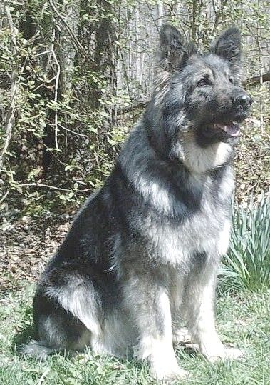 Gray/sable  German shepherd Silver Sable German Shepherd, Shiloh Shepherd Dog, Survivor Dogs, Old Hunter, Northern Inuit, Silver German Shepherd, Silver Sable, Shiloh Shepherd, Sable German Shepherd