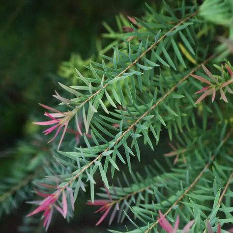 Tea trees (Melaleuca) Flower, Leaf, Care, Uses - PictureThis Tea Tree Plant, Facebook Pixel, Data Processing, Flower Leaf, Plant Species, The Tea, Front Garden, Tea Tree, Trees To Plant