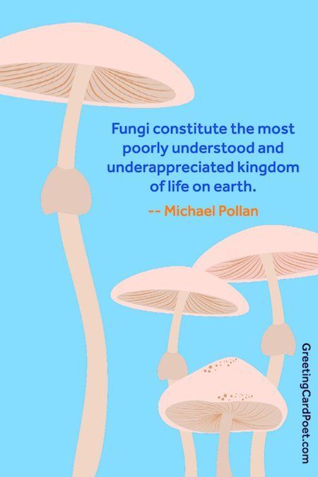 Mushroom Love Quotes, Fungi Quotes, Mushroom Quotes Life, Quotes About Mushrooms, Shroom Fairy, Entangled Life, Mushroom Quotes, Mushroom Facts, Wildlife Veterinarian