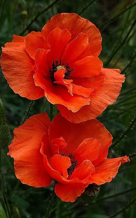 Flower Vine Tattoos, Poppy Photography, Poppy Flower Painting, Poppy Flower Tattoo, Painting Flowers Tutorial, Very Beautiful Flowers, Poppy Art, Lovely Flowers Wallpaper, Beautiful Flowers Pictures