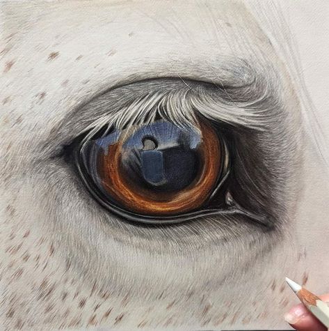 Horse Eyes Painting, Drawing Horse Eyes, Horse Eye Drawing, Arabian Horse Painting, Horses Eyes, Arabian Horse Art, Eye Illustration, Horse Eye, Simple Canvas Paintings