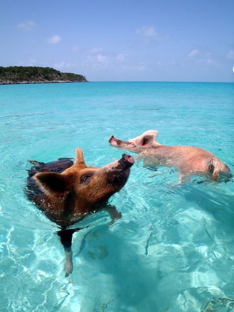 Bahamas Pigs, Pig Island, Pig Beach, Swimming Pigs, Bahamas Travel, Bahamas Island, Cute Pigs, Future Travel, In The Ocean