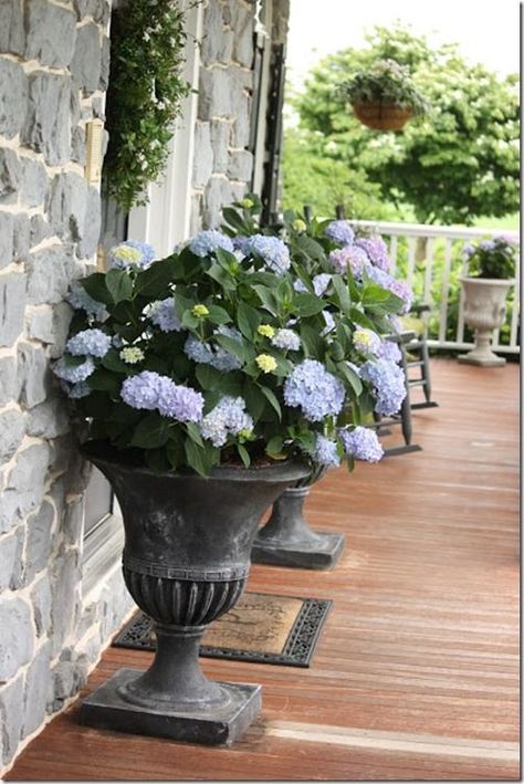 Hydrangeas in urns on the front porch. Porch Planter Ideas, Sitting On The Porch, Stone Gable, Porch Planters, Garden Urns, Urn Planters, Entryway Ideas, Garden Containers, Patio Door