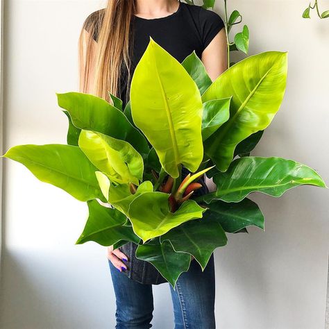 This philodendron moonlight may be my new favourite plant. Look at those giant lime green leaves!! 🌱 I saw it on @plant_guelph’s weekly… Moonlight Plant, Philodendron Moonlight, Philodendron Varieties, Wishlist Plants, Orange Plant, Philodendron Plant, Indoor Gardens, House Plants Decor, Plant Lighting