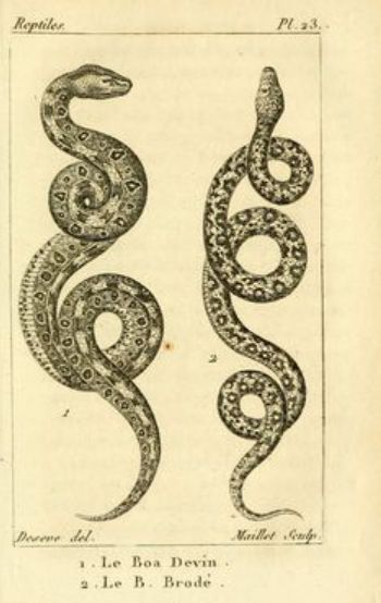 Boa Snake Drawing, Boa Snake Tattoo, Animal Hip Tattoo, Snake And Roses Tattoo, Snake Tattoo Arm, King Cobra Tattoo, Cobra Tattoo, Tattoo Snake, Snake Illustration