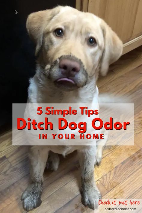 Get Dog Smell Out Of House, How To Keep Dog Smell Out Of House, Removing Pet Smells From House, Removing Dog Smell From House, Eliminate Dog Odor In House, Homemade Dog Deodorizing Spray, How To Make Your House Not Smell Like Dog, Eliminate Pet Odor From Home, Dog Odor In House How To Remove