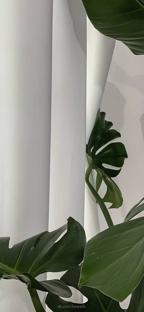 Interior Plants Aesthetic, Plant Aesthetic Wallpaper, Green Flowers Aesthetic, Iphone Wallpaper Plants, Plants Wallpaper, Christian Iphone Wallpaper, Minimal Plant, Islamic Wallpaper Hd, Balcony Plants