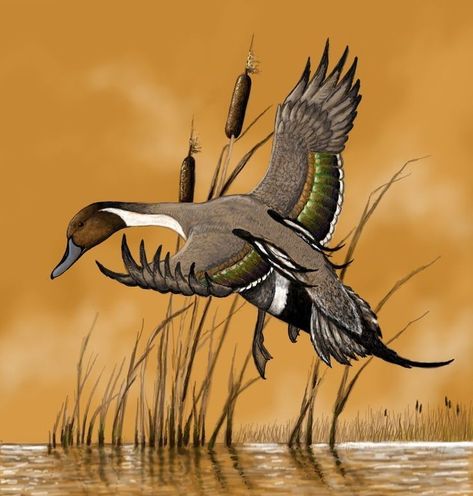 Duck Hunting Tattoos, Pintail Duck, Waterfowl Art, Duck Species, Wildlife Tattoo, Duck Tattoos, Hunting Tattoos, Duck Pictures, Duck Drawing